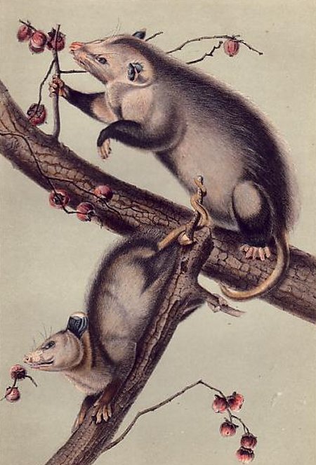 Virginia Opossum - Audubon's Viviparous Quadrupeds of North America