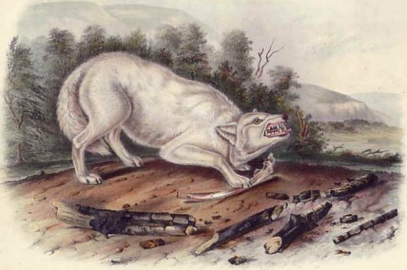 White American Wolf (Grey Wolf) - Audubon's Viviparous Quadrupeds of North America