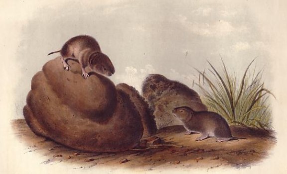 Leconte's Pine Mouse (Pink Vole) - Audubon's Viviparous Quadrupeds of North America