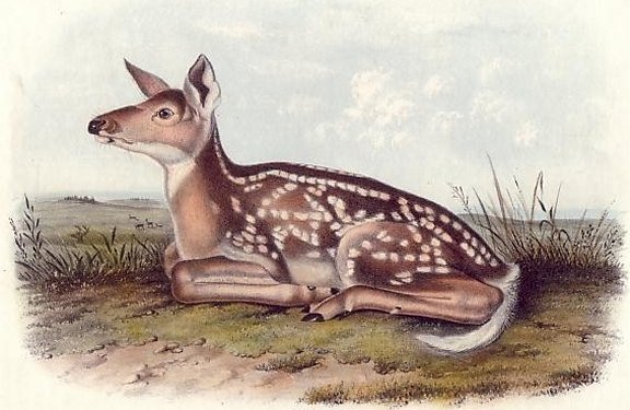 American Deer (Fawn) - Audubon's Viviparous Quadrupeds of North America