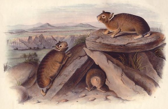 Little Chief Hare  (Pika) - Audubon's Viviparous Quadrupeds of North America