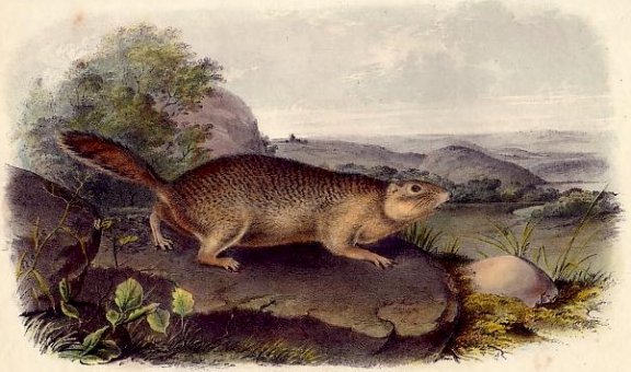 Parry's Marmot Squirrel (Arctic Ground Squirrel) - Audubon's Viviparous Quadrupeds of North America