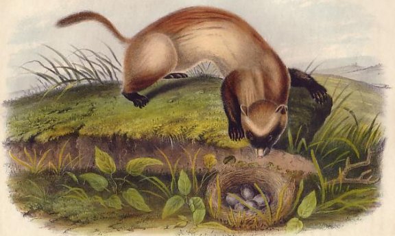 Black-footed Ferret - Audubon's Viviparous Quadrupeds of North America