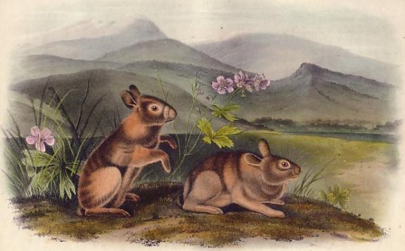Nuttall's Hare - Audubon's Viviparous Quadrupeds of North America