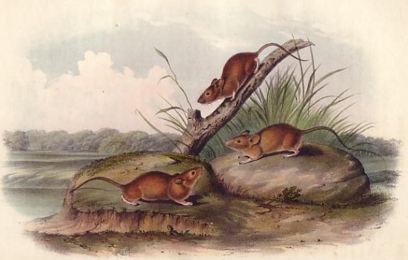 Orange-colored Mouse (Golden Mouse) - Audubon's Viviparous Quadrupeds of North America