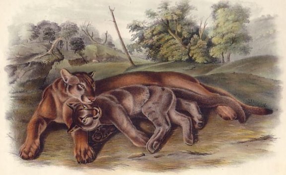 Cougar (Young/Female) - Audubon's Viviparous Quadrupeds of North America