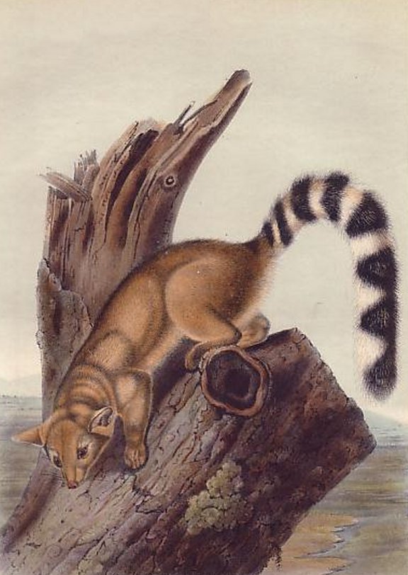 Ring-tailed Bassaris - Audubon's Viviparous Quadrupeds of North America