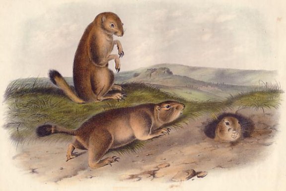 Prairie Dog (Black-tailed Prairie Dog) - Audubon's Viviparous Quadrupeds of North America