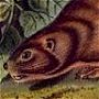 Lewis's Marmot - Yellow-bellied Marmot