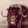 Musk Ox