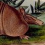 Nine-banded Armadillo