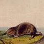 Long-nosed Shrew - Southeastern Shrew