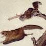 Common Flying Squirrel - Southern Flying Squirrel