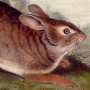 Swamp Hare