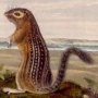 Leopard Spermophile - Thirteen-lined Ground Squirrel