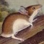 White-footed Mouse