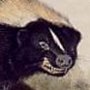 American Skunk - Striped Skunk