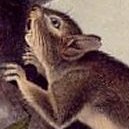 Hare Squirrel - Western Grey Squirrel