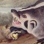 American Badger