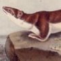 American Brown Weasel - Ermine