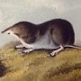 Say's Least Shrew