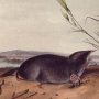 Brewer's Shrew Mole - Hairy-tailed Mole