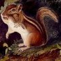Chipping Squirrel - Eastern Chipmunk