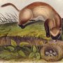 Black-footed Ferret