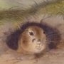 Prairie Dog - Black-tailed Prairie Dog